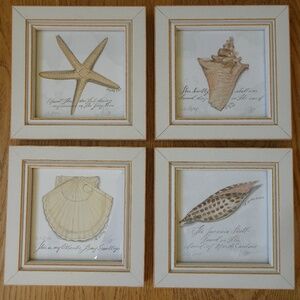 Set of 4 Coastal Nantucket East Coast Beach Framed Seashell Prints Spicher & Co.